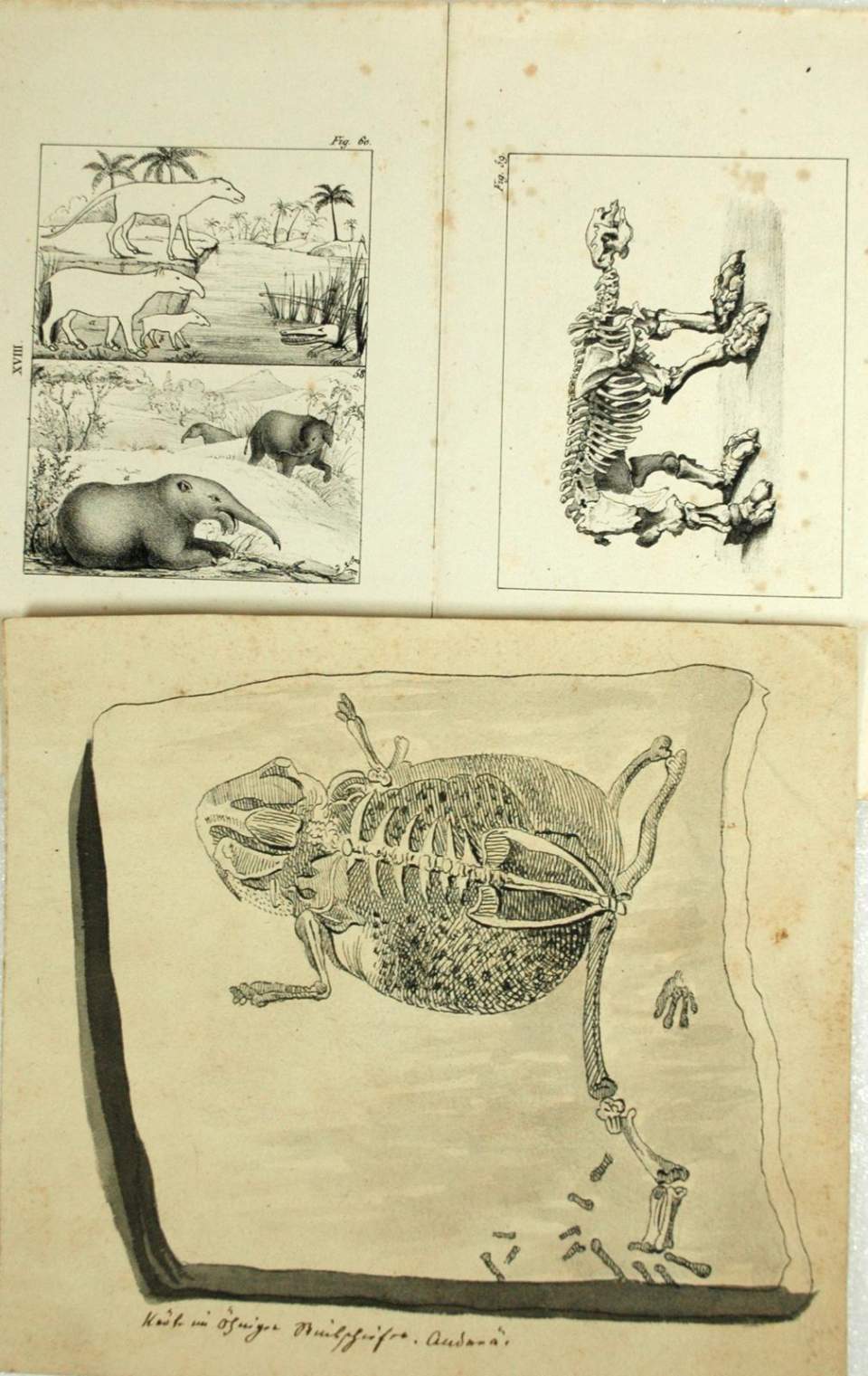 Vorgeschichtliche Tiere