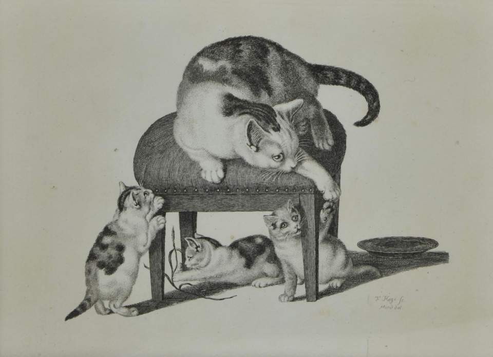 Katzenbild