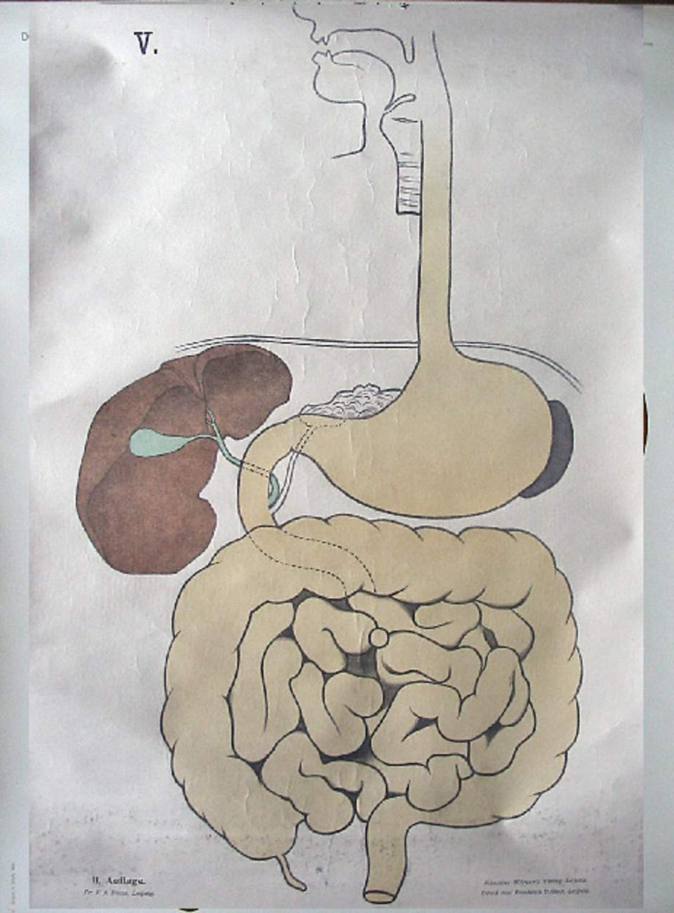 Schulwandbild von Dr. F. A. Düms