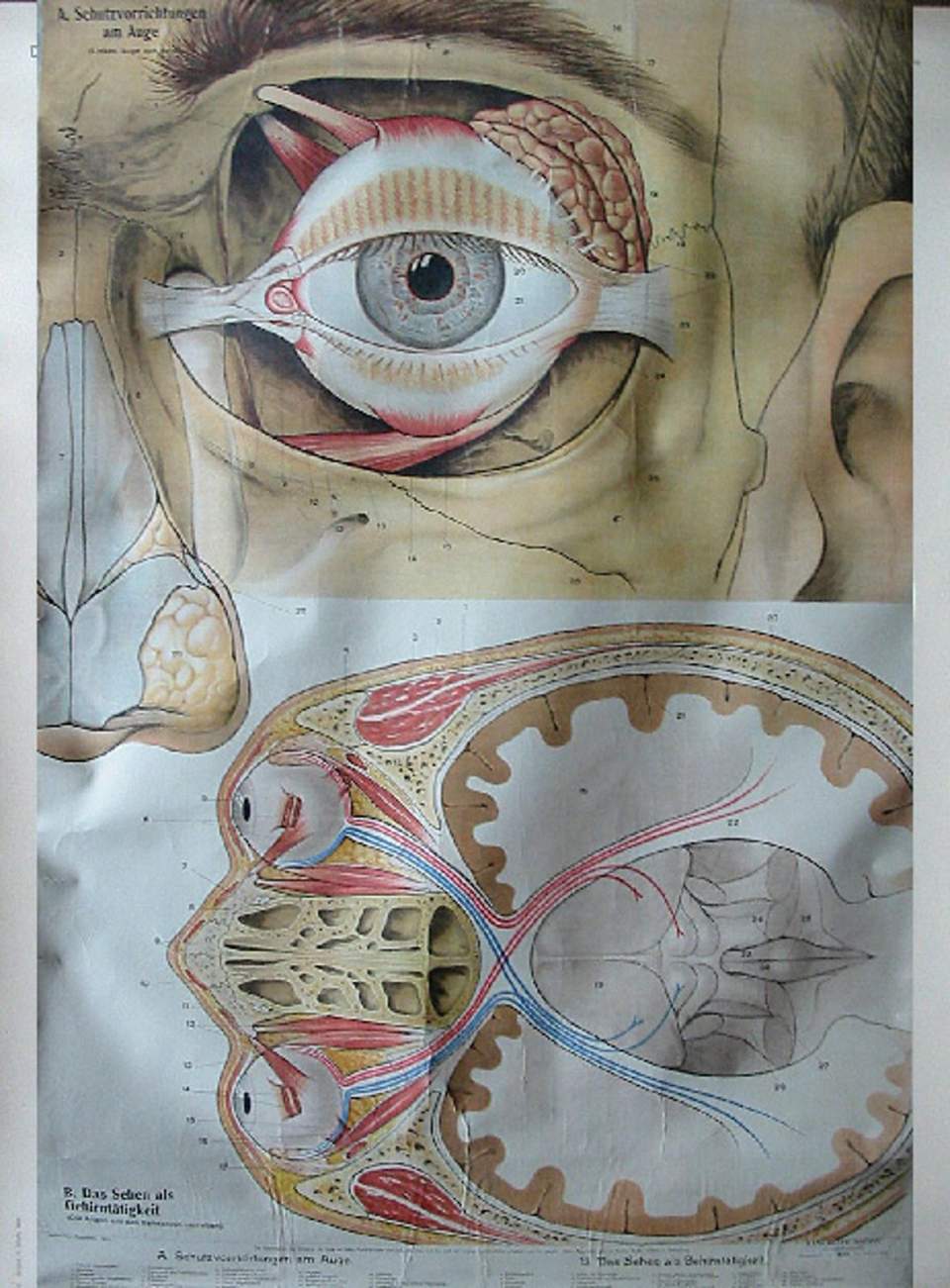 Schulwandbild, Zschommlers Augentafeln