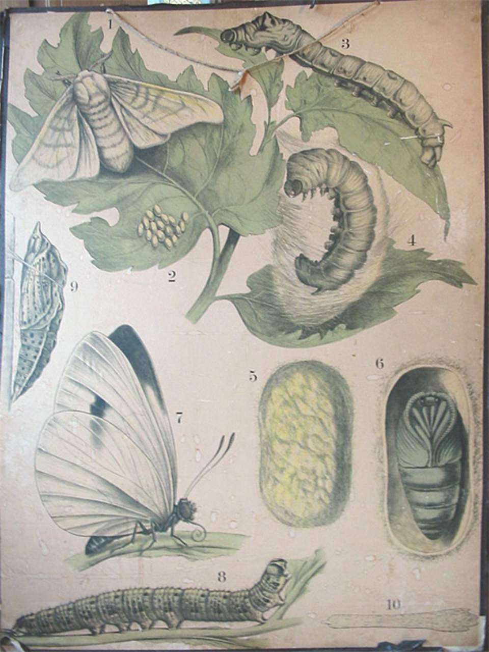 Schulwandbild, wohl Engleders Wandtafeln