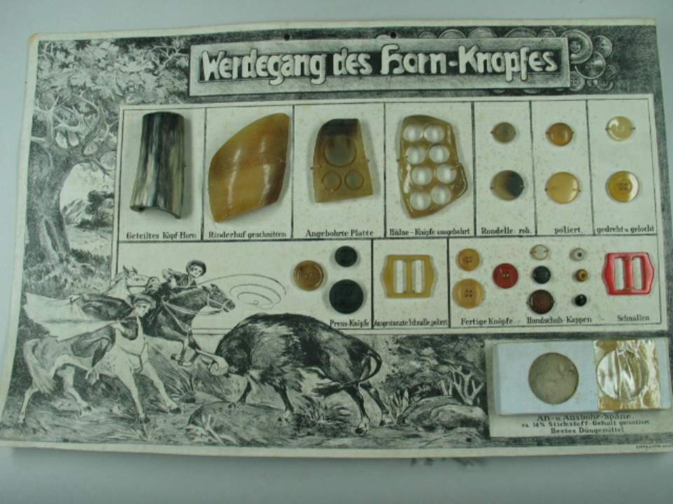Schaubild Werdegang des Horn - Knopfes