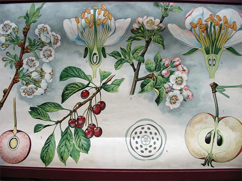 Schulwandbild von Dr. Täuber