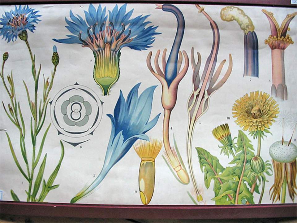 Schulwandbild von Dr. Täuber