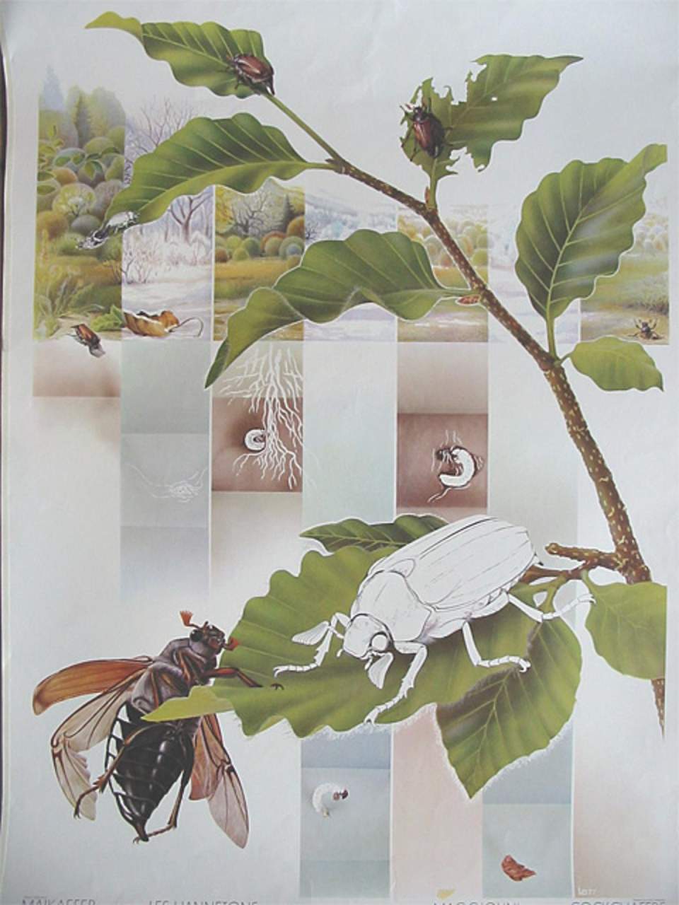 Schulwandbild des Schweizerischen Lehrervereins