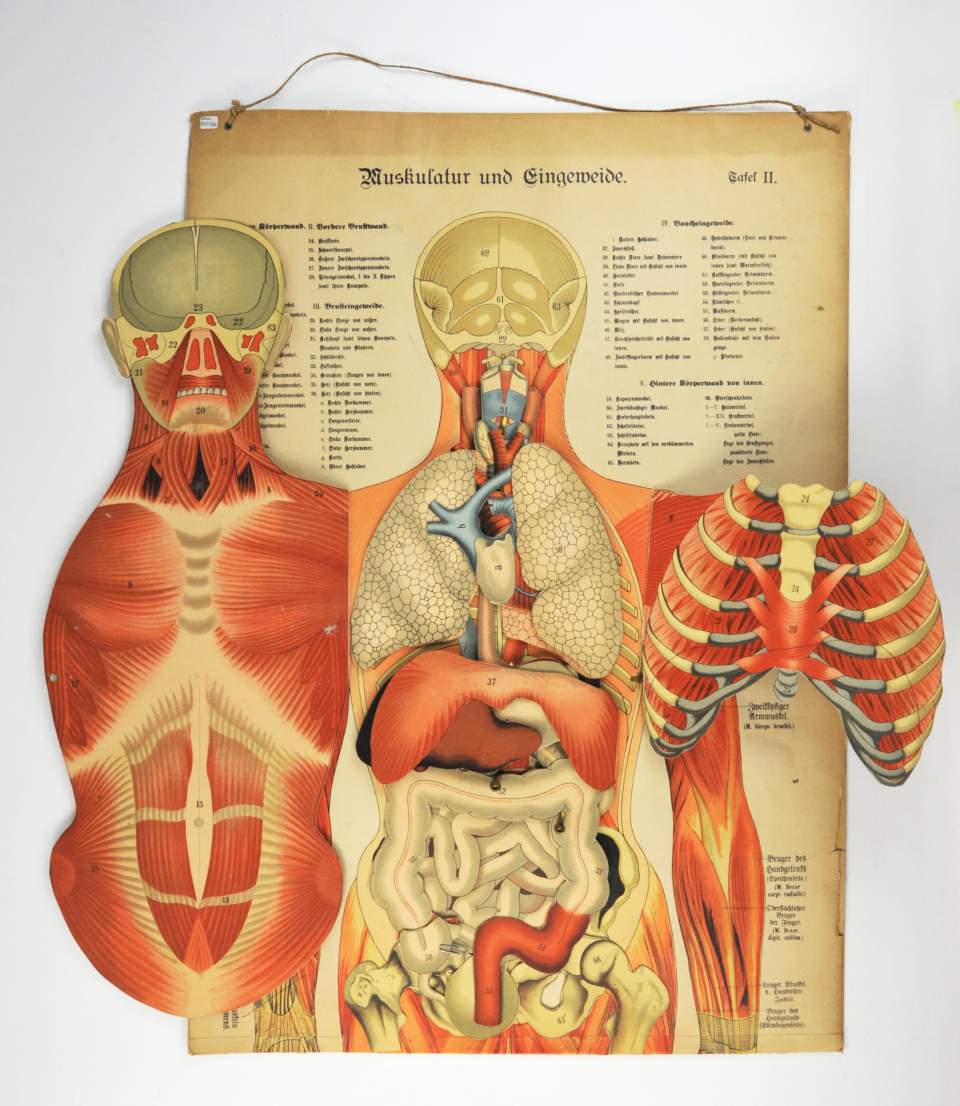 Schaubilder zur Anatomie, Schulwandbilder, Lehrtafeln