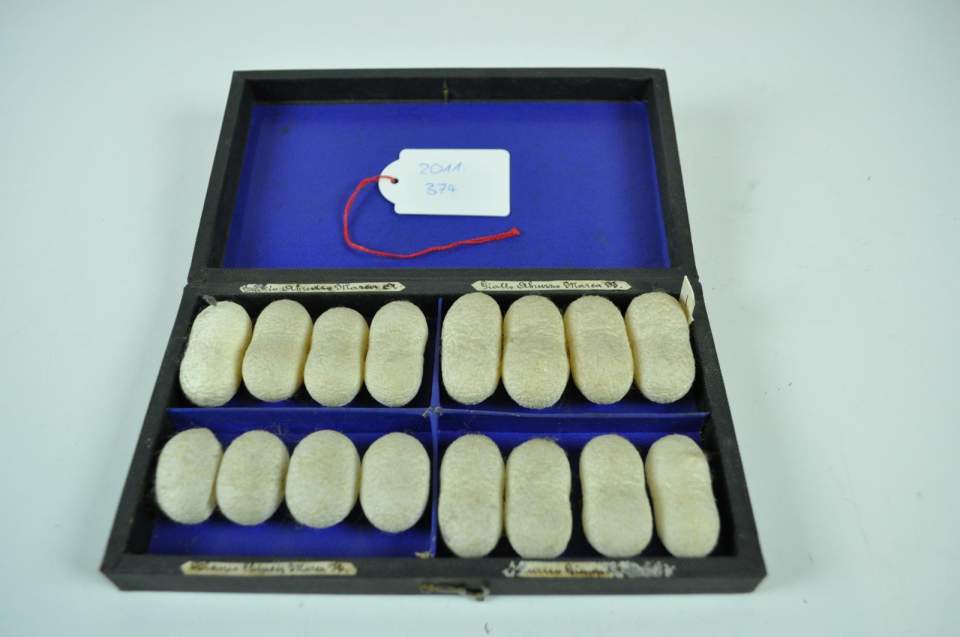 Schatulle mit Kokons