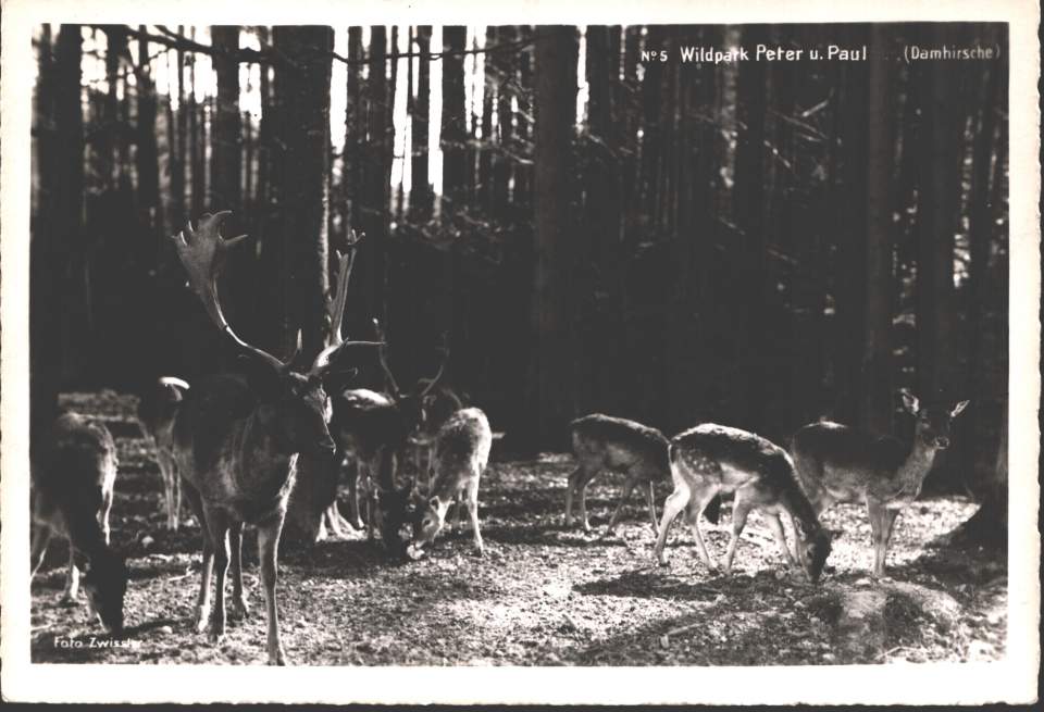 Postkarte Wildpark Peter u. Paul