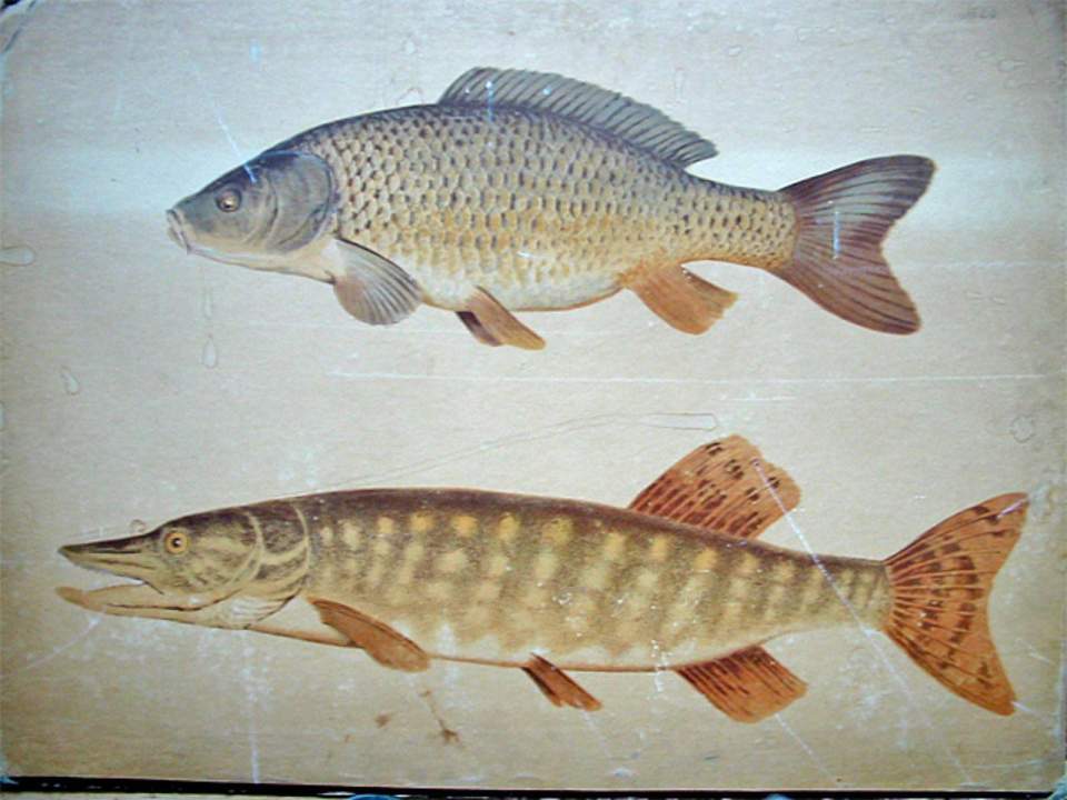 Schulwandbild