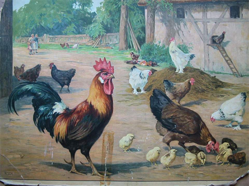 Schulwandbild