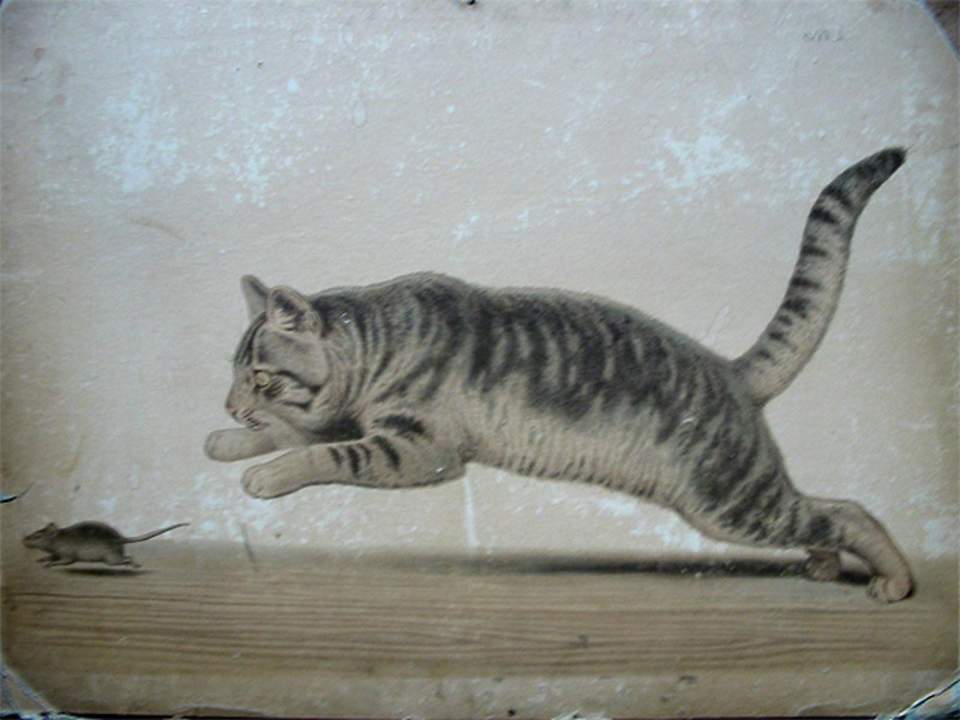 Schulwandbild