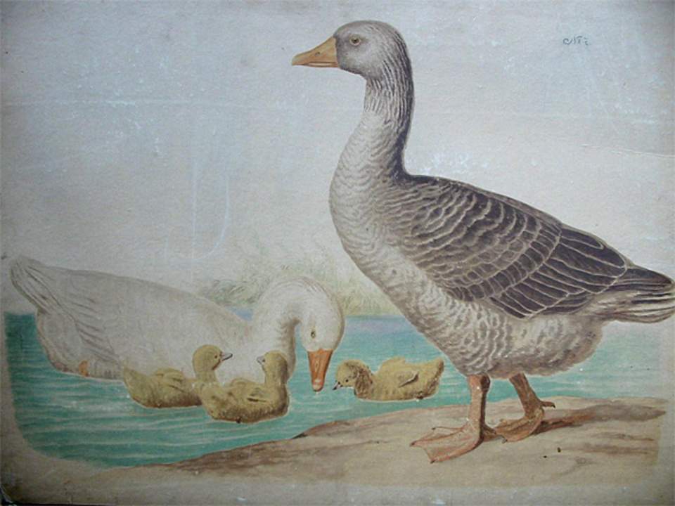 Schulwandbild
