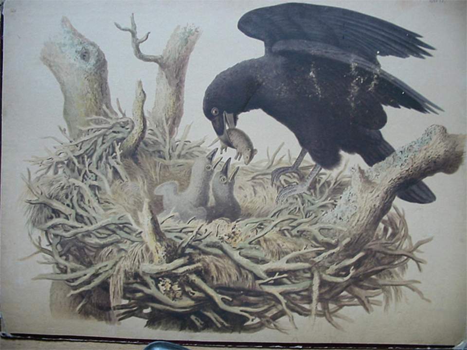 Schulwandbild