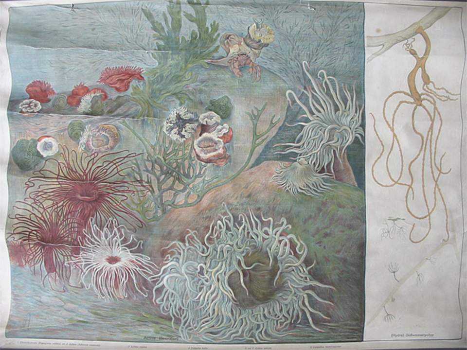 Schulwandbild von Adolf Lehmann