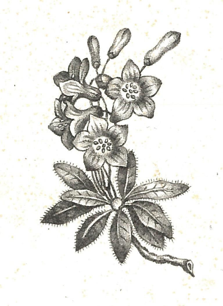Lithografien Blumen