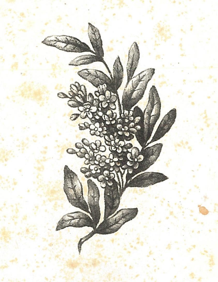 Lithografien Blumen