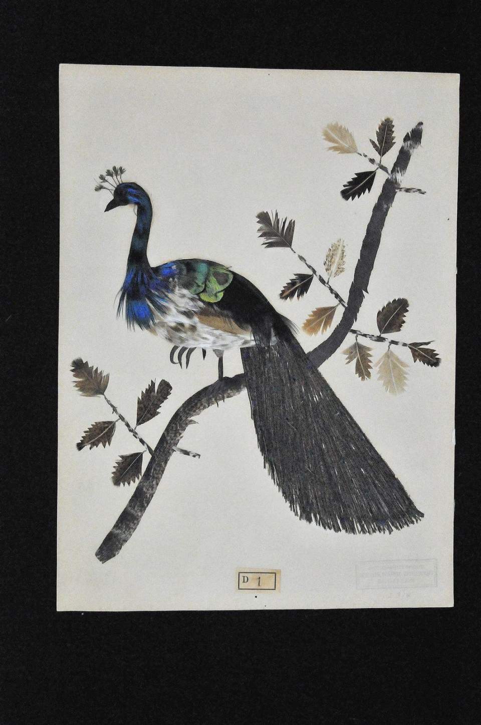 Federschmuck-Federbild, Pfau