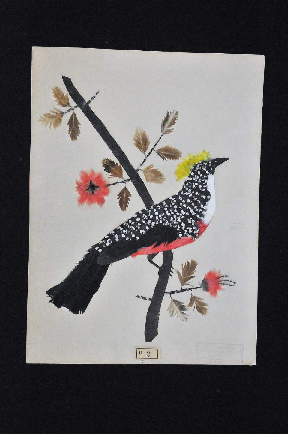 Vogel-Bild, Federbild