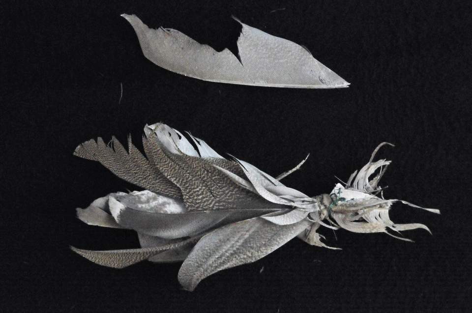 Federschmuck