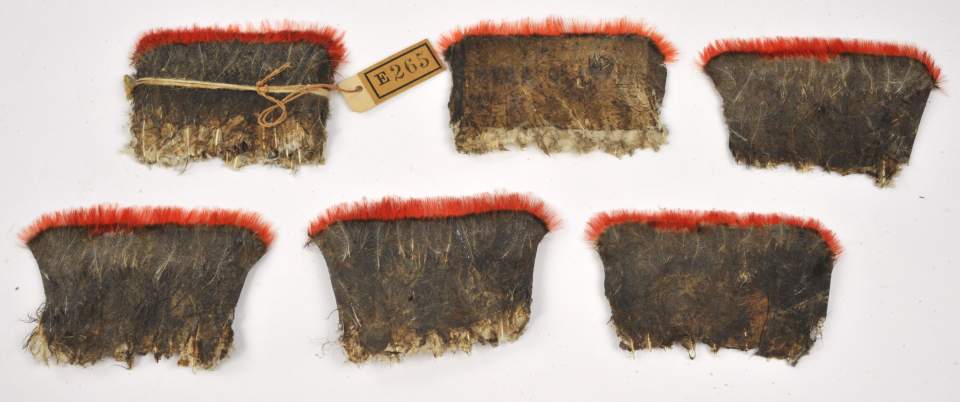 Federschmuck, Feder-Geld