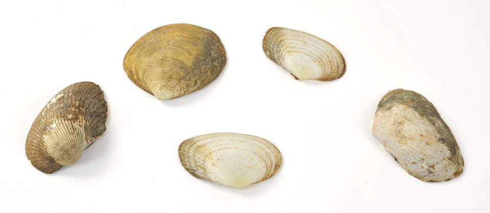 5 Muscheln zum Schaben und Schneiden