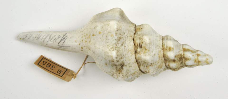 Brustschmuck aus einer Muschel
