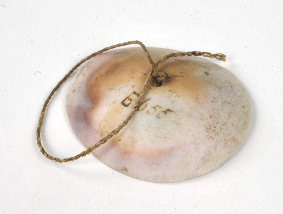 Schmuck Muschel