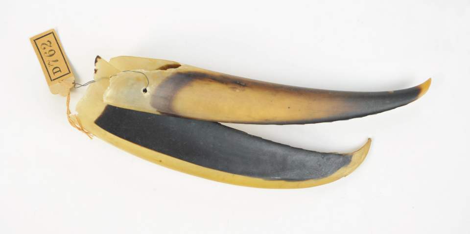 Tanzschmuck, Rassel