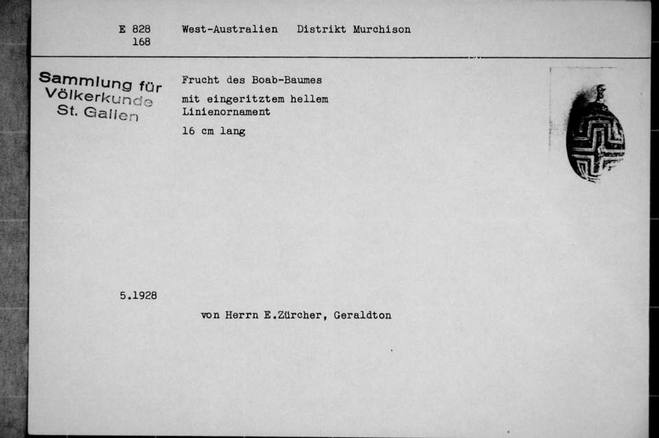 Frucht des Boab-Baumes