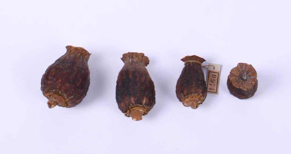 4 Früchte, Nahrungsmittel, Wocus