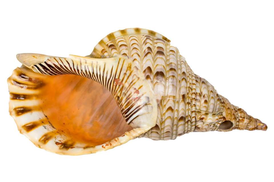 Rufhorn (Triton Tritonis), Zubehör Fidschi-Insulaner