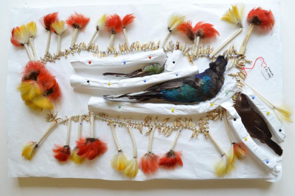 Halsschmuck aus Vogelbälgern, Zähnen, Knochen und Federn
