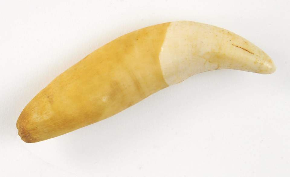 Zahn