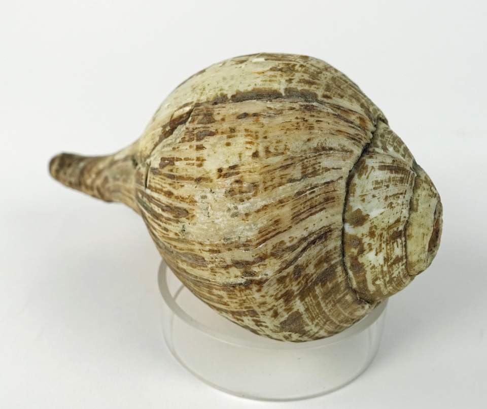 Schneckentrompete