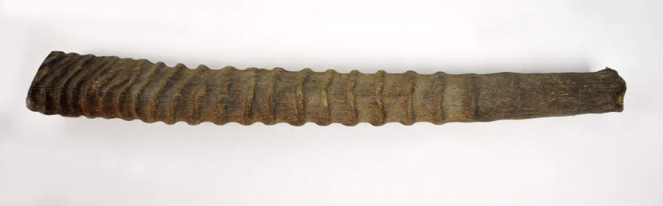 Horn mit Rillen