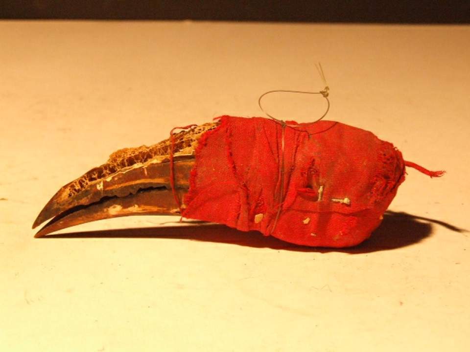 Schnabel