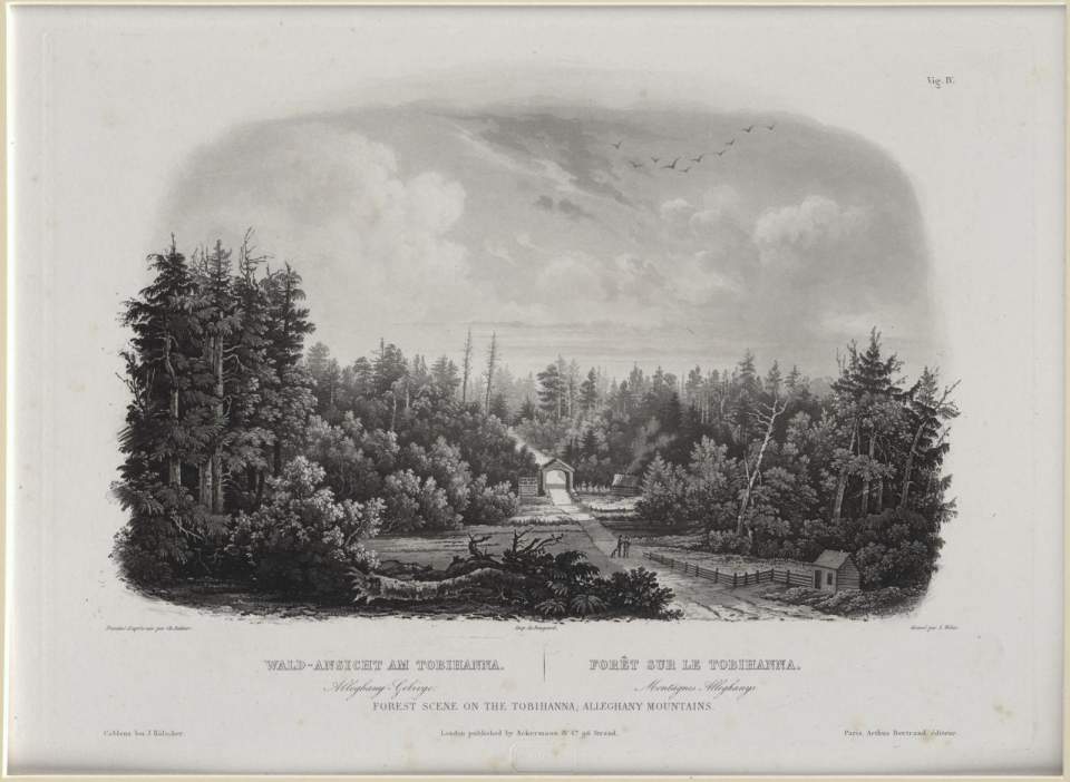 Wald- Ansicht am Tobihanna, Vignette, Karl Bodmer