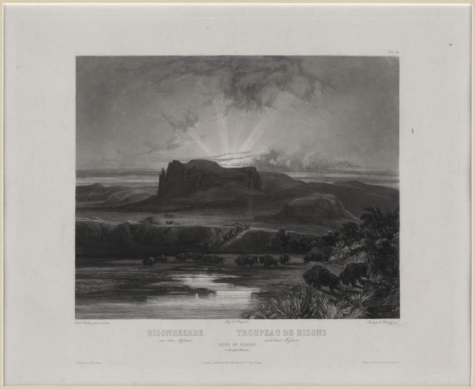 Bisonherde, Tableau, Karl Bodmer 