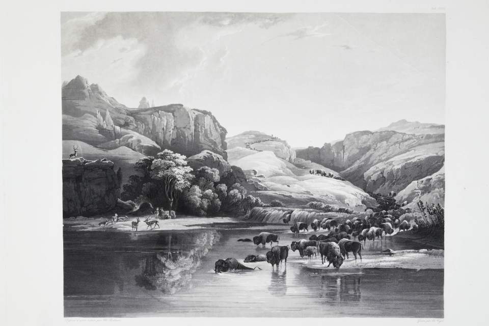 Bisonheerden und Elkhirsche, Tableau, Karl Bodmer 