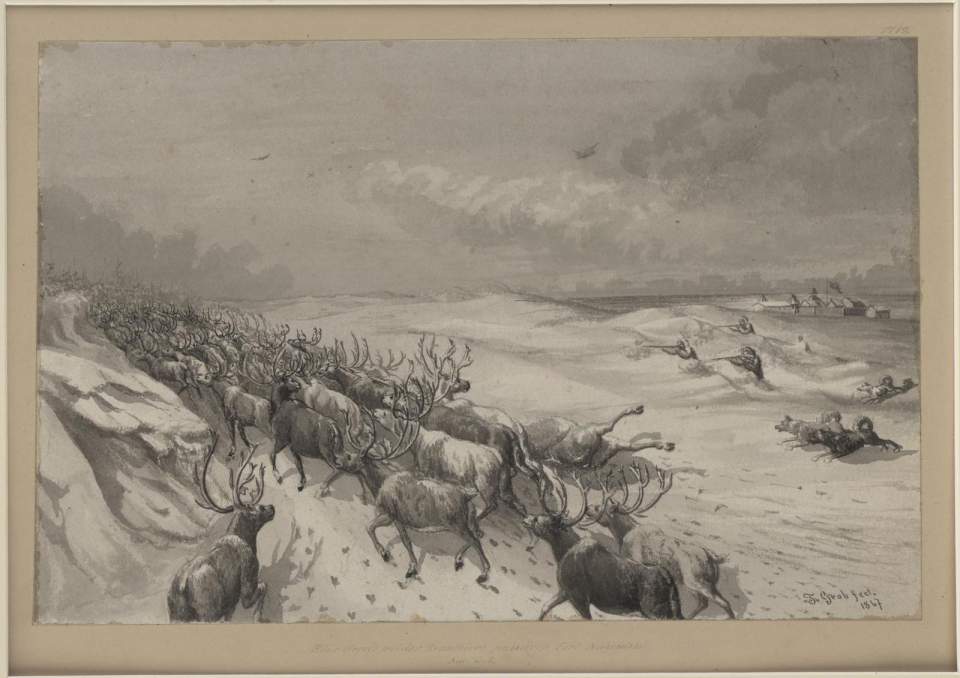 Trautmann Grob, Tuschezeichnung, Eine Herde wilder Rentiere passiert Fort Micholwski, 1867