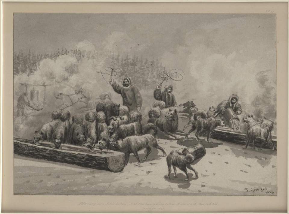 Trautmann Grob, Tuschezeichnung, Fütterung von sibirischen Schlittenhunden, 1867