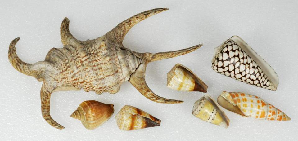 7 Muscheln