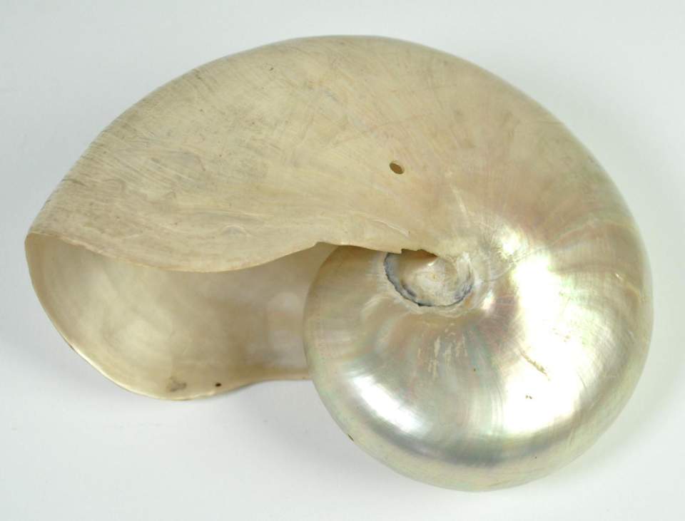 Nautilus, Muschel, Perlmutt