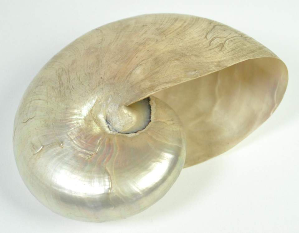 Nautilus, Muschel, Perlmutt