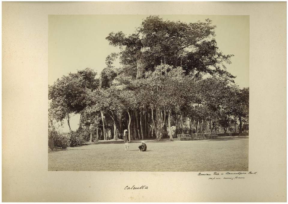 Fotografie Banyan-Baum, Kalkutta