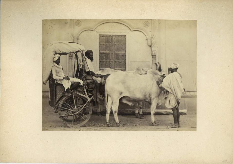 Fotografie  Bengalen, Rikscha, Kühe