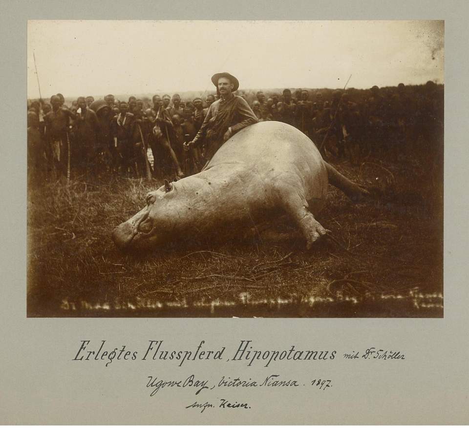 Fotografie erlegtes Flusspferd