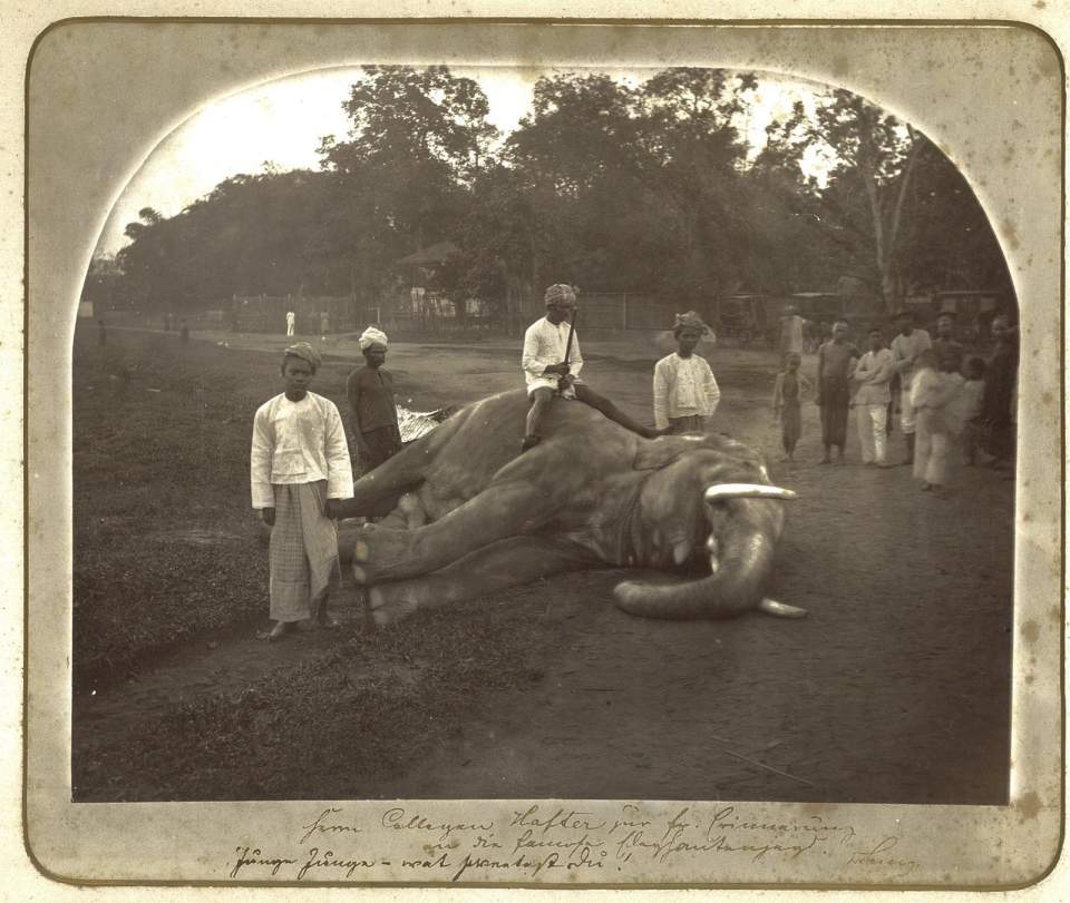 Fotografie mit erlegtem Elefant