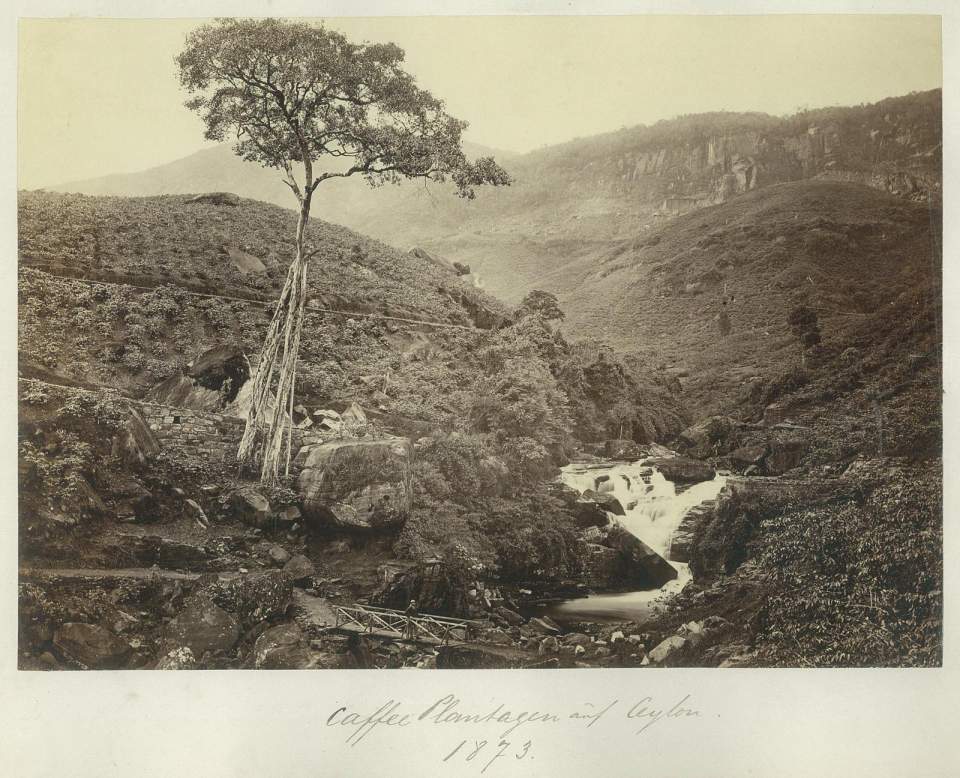 Fotografie Kaffeeplantagen auf Ceylon