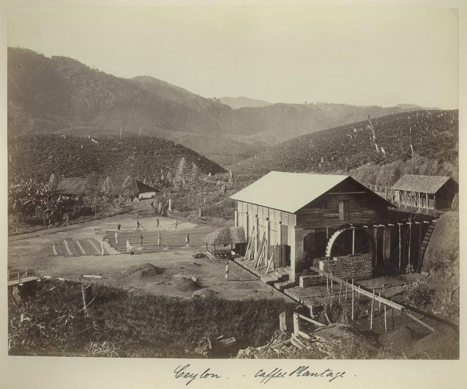 Fotografie Kaffeeplantage mit Materiallager, Ceylon